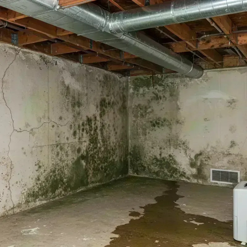 Professional Mold Removal in Richmond, KY